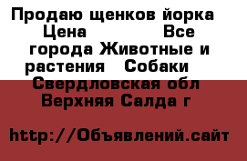 Продаю щенков йорка › Цена ­ 10 000 - Все города Животные и растения » Собаки   . Свердловская обл.,Верхняя Салда г.